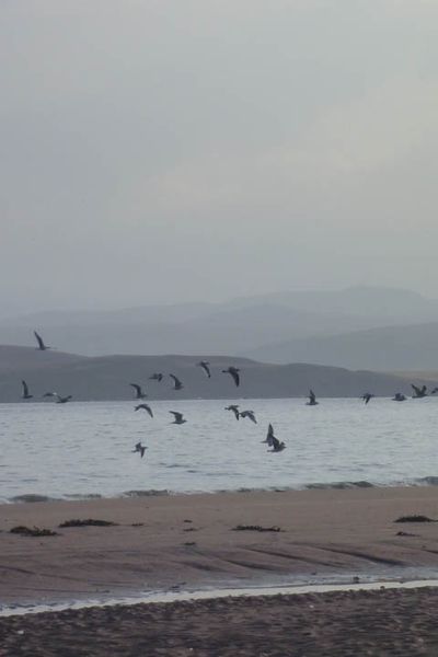Birds on beach